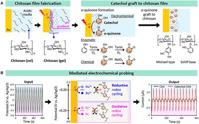 Pro- and Anti-oxidant Properties of Redox-Active Catechol-Chitosan Films